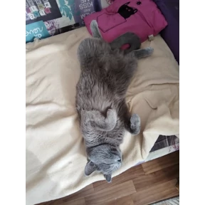 Васька — стикер для MAX