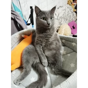 Васька — стикер для MAX