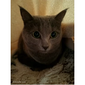 Васька — стикер для MAX