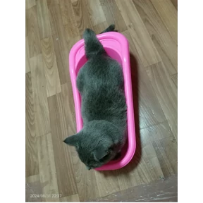 Васька — стикер для MAX