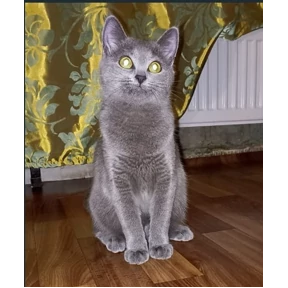 Васька — стикер для MAX