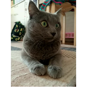 Васька — стикер для MAX