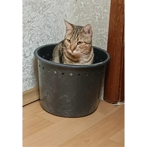 Кот — стикер для MAX