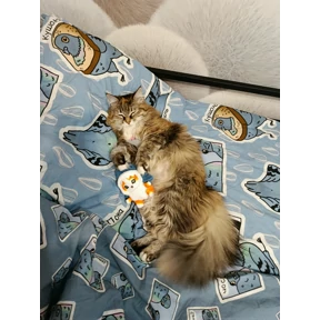 Мод — стикер для MAX