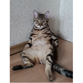 Кот — стикер для MAX