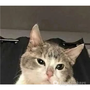 New — стикер для MAX