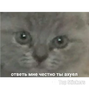 New — стикер для MAX