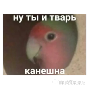 New — стикер для MAX