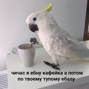Хаюшки — стикер для MAX