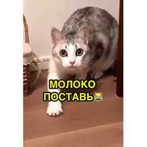 Современные стикеры — стикер для MAX