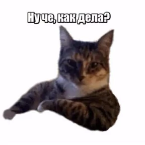 Современные стикеры — стикер для MAX