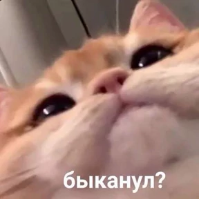 Современные стикеры — стикер для MAX