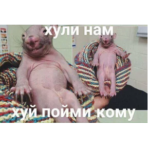 Ць — стикер для MAX