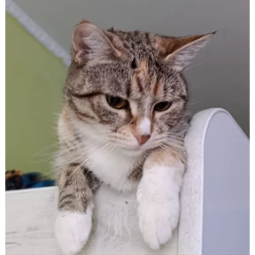Кот — стикер для MAX