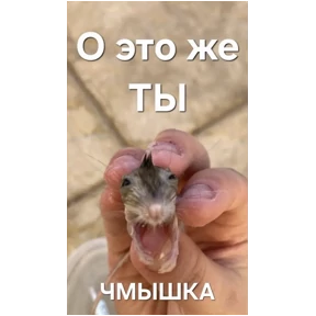 Хомяки — стикер для MAX