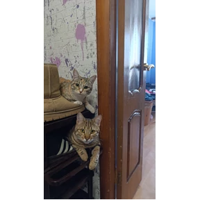 Кот — стикер для MAX