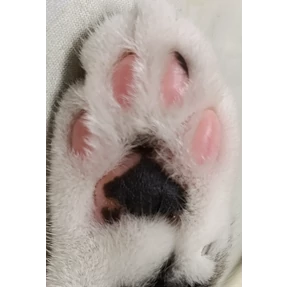 Кот — стикер для MAX