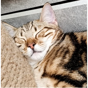 Кот — стикер для MAX