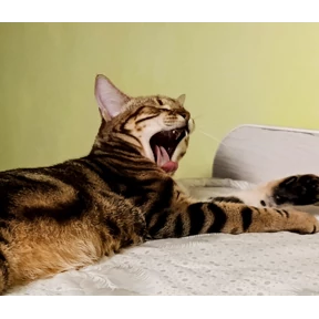 Кот — стикер для MAX