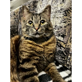 Кот — стикер для MAX