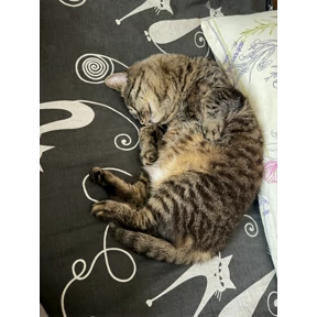Кот — стикер для MAX