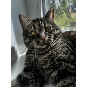 Кот — стикер для MAX