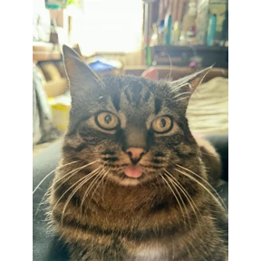 Кот — стикер для MAX