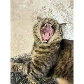 Кот — стикер для MAX