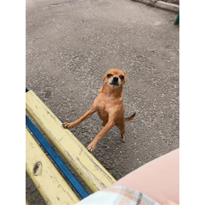 Макс — стикер для MAX