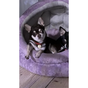 Моё — стикер для MAX