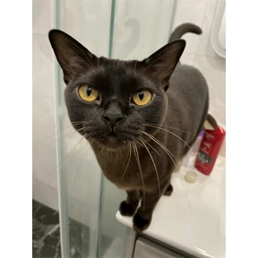 Моё — стикер для MAX