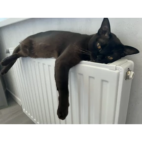 Моё — стикер для MAX