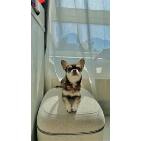 Моё — стикер для MAX