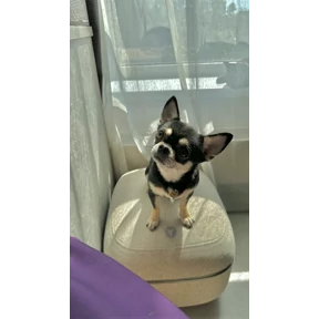 Моё — стикер для MAX