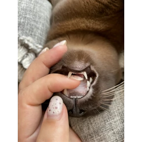 Моё — стикер для MAX