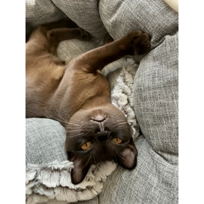 Моё — стикер для MAX