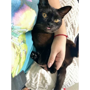 Моё — стикер для MAX