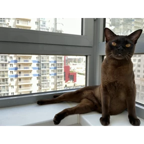 Моё — стикер для MAX