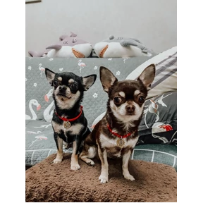 Моё — стикер для MAX