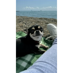 Моё — стикер для MAX