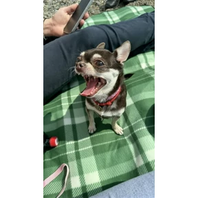Моё — стикер для MAX