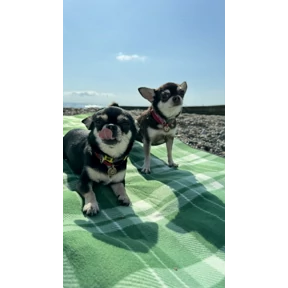 Моё — стикер для MAX