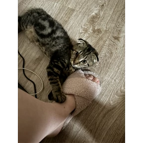 кэтс — стикер для MAX