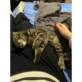 кэтс — стикер для MAX