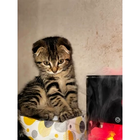 кэтс — стикер для MAX