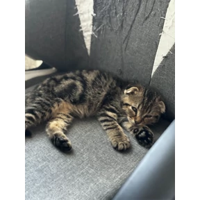кэтс — стикер для MAX