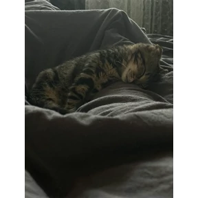 кэтс — стикер для MAX