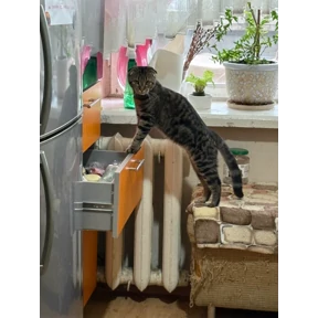кэтс — стикер для MAX