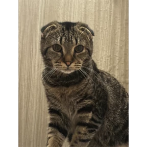 кэтс — стикер для MAX