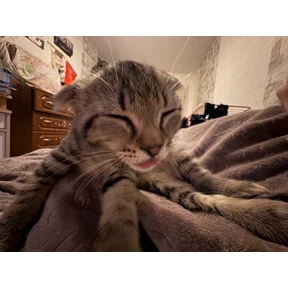 кэтс — стикер для MAX